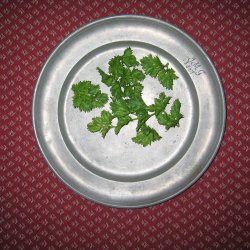 Snitselleri <br><i>Apium graveolens</i><br><br>