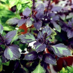 Basilikum, <br>Lakrids- <br>'Ararat'<br><i>Ocimum basilicum</i><br>