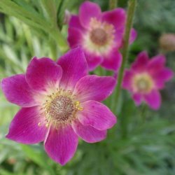 Anemone <br>'Annabella Deep Rose' <br><i>Anemone multifida </i>