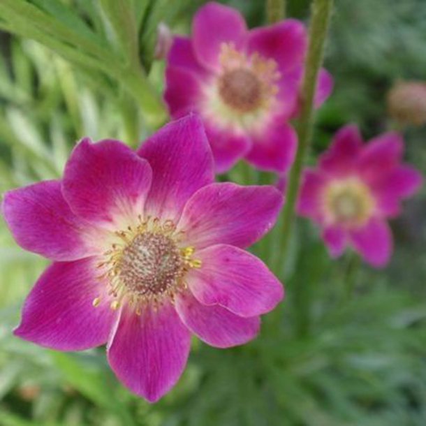 Anemone <br>'Annabella Deep Rose' <br><i>Anemone multifida </i>
