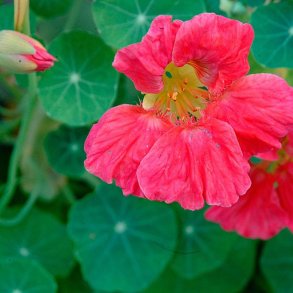 Tallerkensmkker <br>'Cherry Rose'<br><i>Tropaeolum majus</i>
