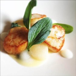 stersurt, <br>hestetunge <br><i>Mertensia maritima</i>