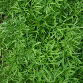 Koriander <br>'Confetti' <br><i>Coriandrum sativum</i>