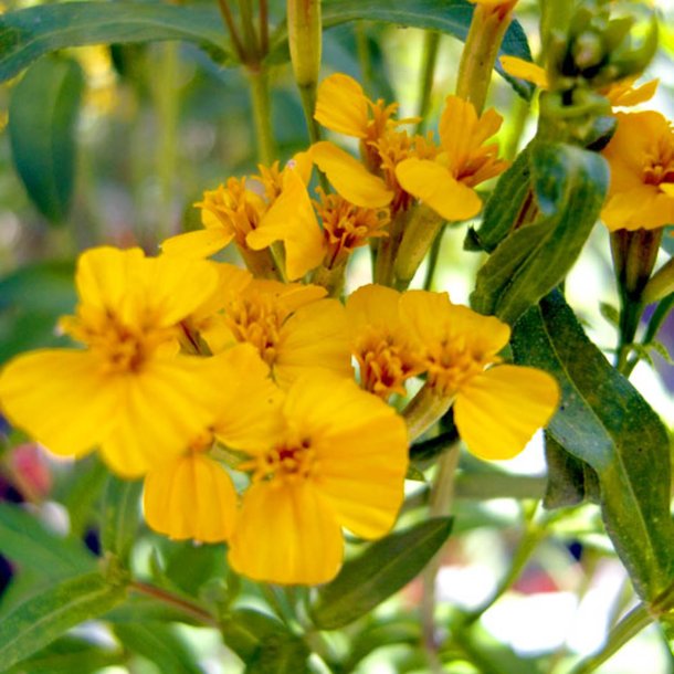 Lakridstagetes <br>'Sweet Mace' <br><i>Tagetes lucida </i>