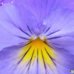 Hornviol <br>'Perfection Blue'<br><i>Viola cornuta</i>