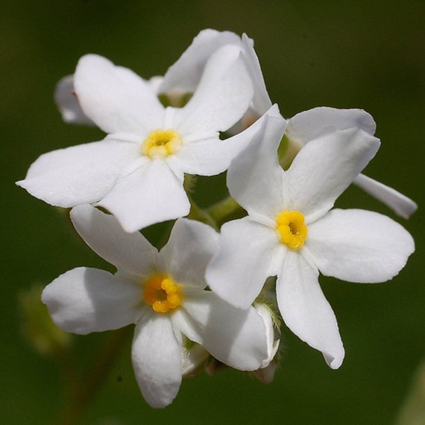 Forglemmigej, <br>Skov- <br>'Victoria White'<br><i>Myosotis sylvatica</i><br>