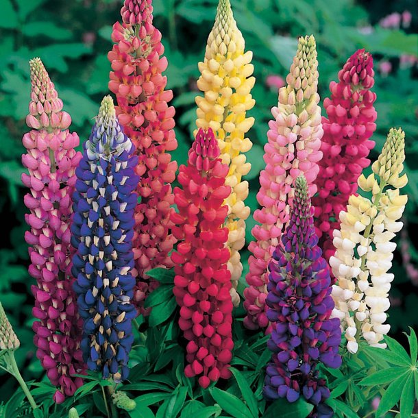 Lupin <br>'Russell's Mix'<br><i>Lupinus X russellii hort</i>