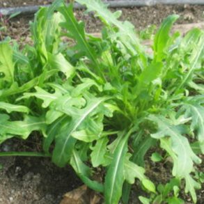 Rucola <br><i>Eruca sativa</i><br><br>
