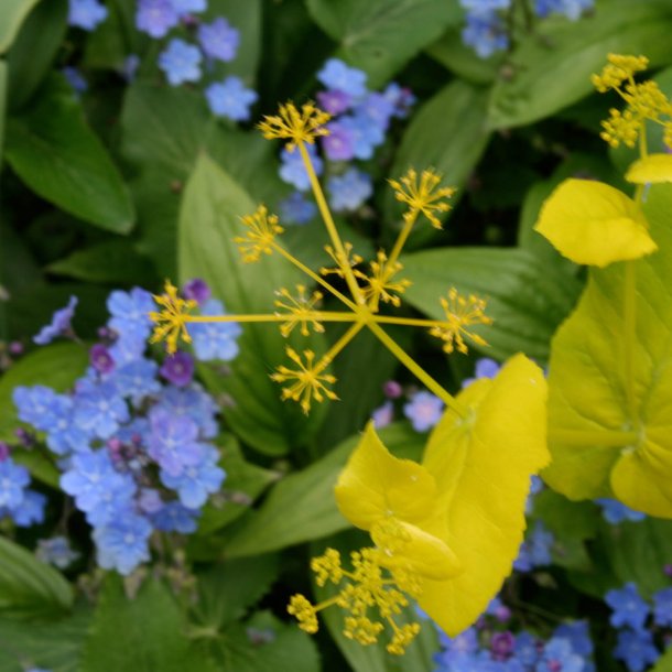 Lundgylden <br><i>Smyrnium perfoliatum</i><br><br>