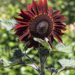 Solsikke <br>'Velvet Queen' <br><i>Helianthus annuus</i>