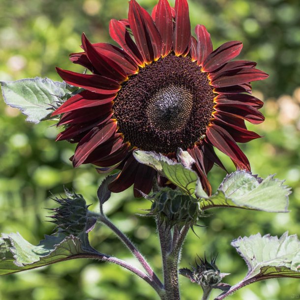 Solsikke <br>'Velvet Queen' <br><i>Helianthus annuus</i>