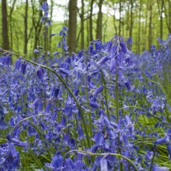 Blue Bell, Klokkeskilla <br><i>Hyacinthoides non-scripta </i>