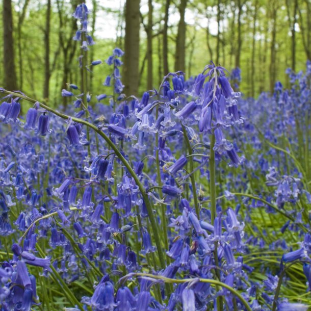 Blue Bell, Klokkeskilla <br><i>Hyacinthoides non-scripta </i>