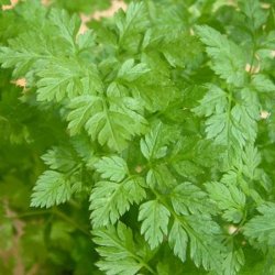 Krvel, <br>Have- <br><i>Anthriscus cerefolium</i>