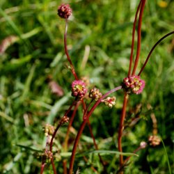 Bibernelle <br><i>Sanguisorba minor</i><br><br>