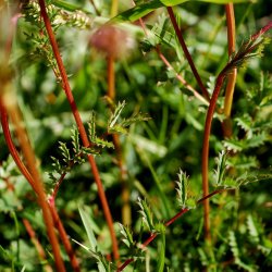 Bibernelle <br><i>Sanguisorba minor</i><br><br>