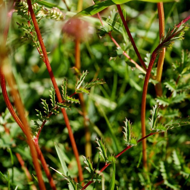 Bibernelle <br><i>Sanguisorba minor</i><br><br>