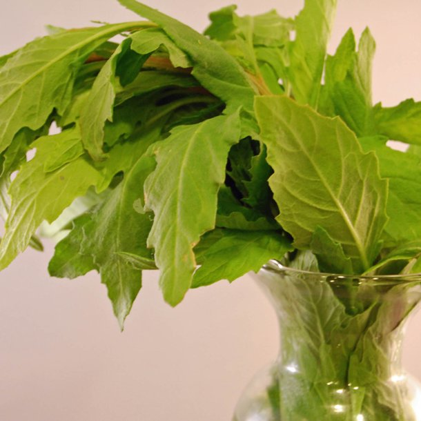 Epazote, <br>vellugtende gsefod<br><i>Chenopodium ambrosioides</i>