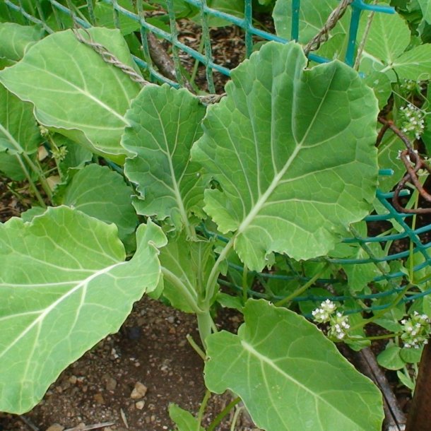 Bladkl, <br>Couve Galega <br><i>Brassica oleracea</i>