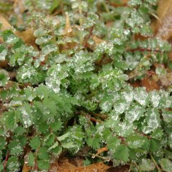 Bibernelle <br><i>Sanguisorba minor</i><br><br>