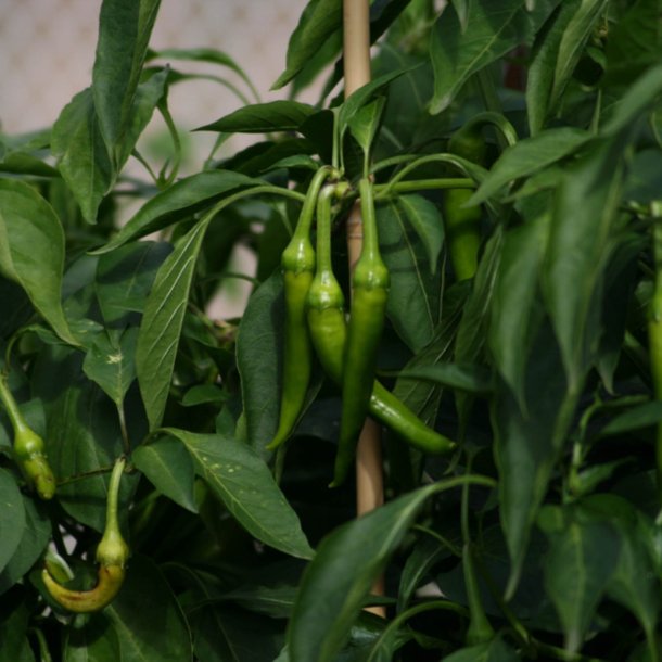 Chili <br>'Sivri Biber' <br><i>Capsicum annuum</i>