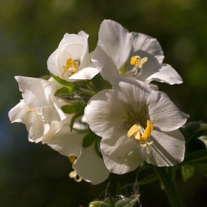 Jakobsstige <br>'White Pearl' <br><i>Polemonium caeruleum</i>