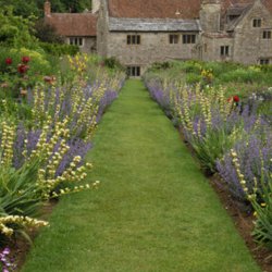 Blje, <br>Stribet <br><i>Sisyrinchium striatum</i>