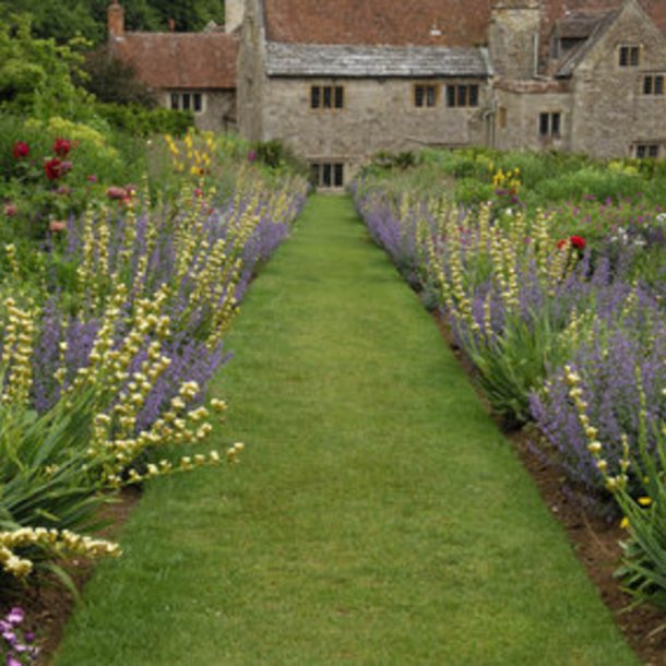 Blje, <br>Stribet <br><i>Sisyrinchium striatum</i>