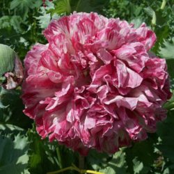 Valmue, Opiums- <br>'Flemish Antique' <br><i>Papaver somniferum</i>