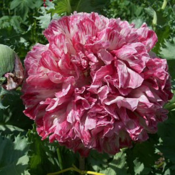 Valmue, Opiums- <br>'Flemish Antique' <br><i>Papaver somniferum</i>
