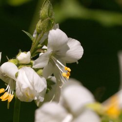 Jakobsstige <br>'White Pearl' <br><i>Polemonium caeruleum</i>