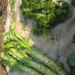 Aspargessalat, celtuce <br><i>Lactuca sativa var. augustana</i>