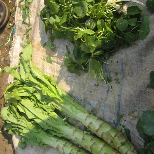 Aspargessalat, celtuce <br><i>Lactuca sativa var. augustana</i>