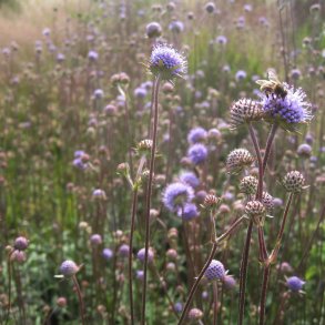 Djvelsbid <br><i>Succisa pratensis </i><br><br>