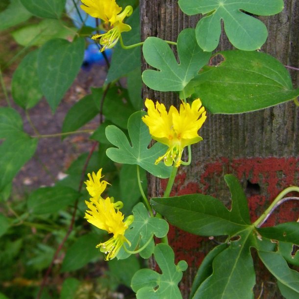 Sommerfuglekarse <br>'Canary Creeper' <i>Tropaeolum peregrinum </i>