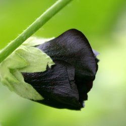 Stokrose <br>'Nigra' <br><i>Alcea rosea</i>
