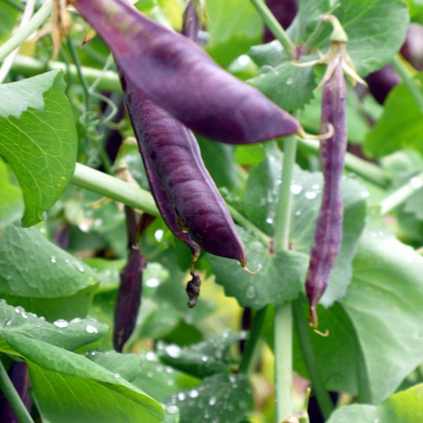 rt, Marv- <br>'Blauwschokker' <br><i>Pisum sativum var. sativum</i>