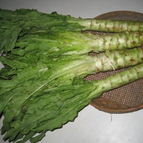 Aspargessalat, celtuce <br><i>Lactuca sativa var. augustana</i>