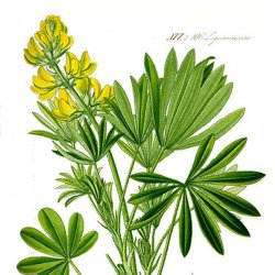 Lupin, <br>gul <br><i>Lupinus luteus</i>
