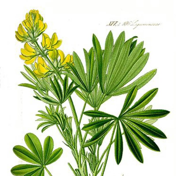 Lupin, <br>gul <br><i>Lupinus luteus</i>
