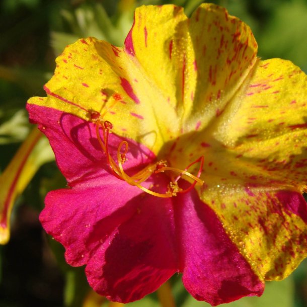 Vidunderblomst <br>'Marbles Mix'<br><i>Mirabilis jalapa</i>