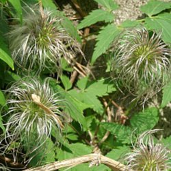 Skovranke, Alpe- <i>Clematis alpina </i>