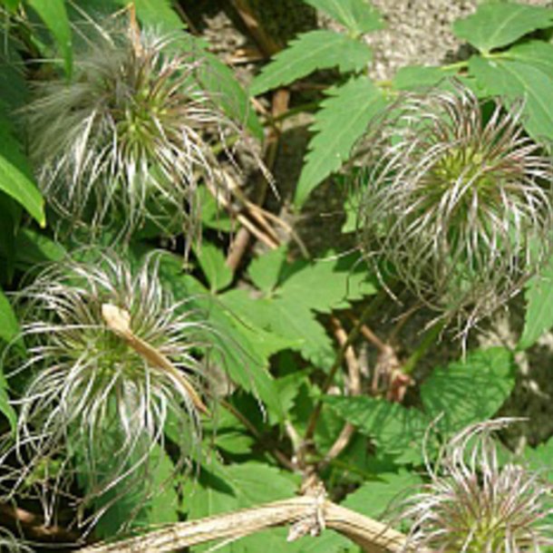 Skovranke, Alpe- <i>Clematis alpina </i>