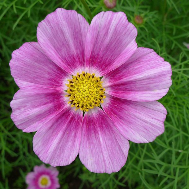 Stolt kavaler <br>'Mix'<br> <i>Cosmos bipinnatus</i>