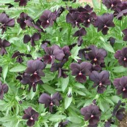 Hornviol <br>'Back to Black' <br><i> Viola cornuta</i>