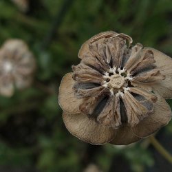 Chokoladeblomst <br><i>Berlandiera lyrata</i><br><br>