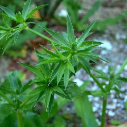Eryngo, <br>mexikansk koriander<br><i>Eryngium foetidum</i>