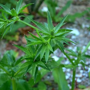 Eryngo, <br>mexikansk koriander<br><i>Eryngium foetidum</i>