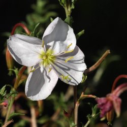 Natlys <br>'Innocent White' <br><i>Oenothera pallida</i>