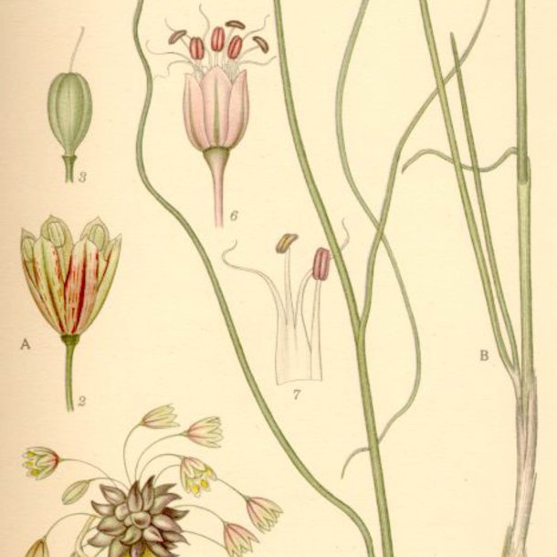 L�g, Vild<br><i>Allium oleraceum</i>  